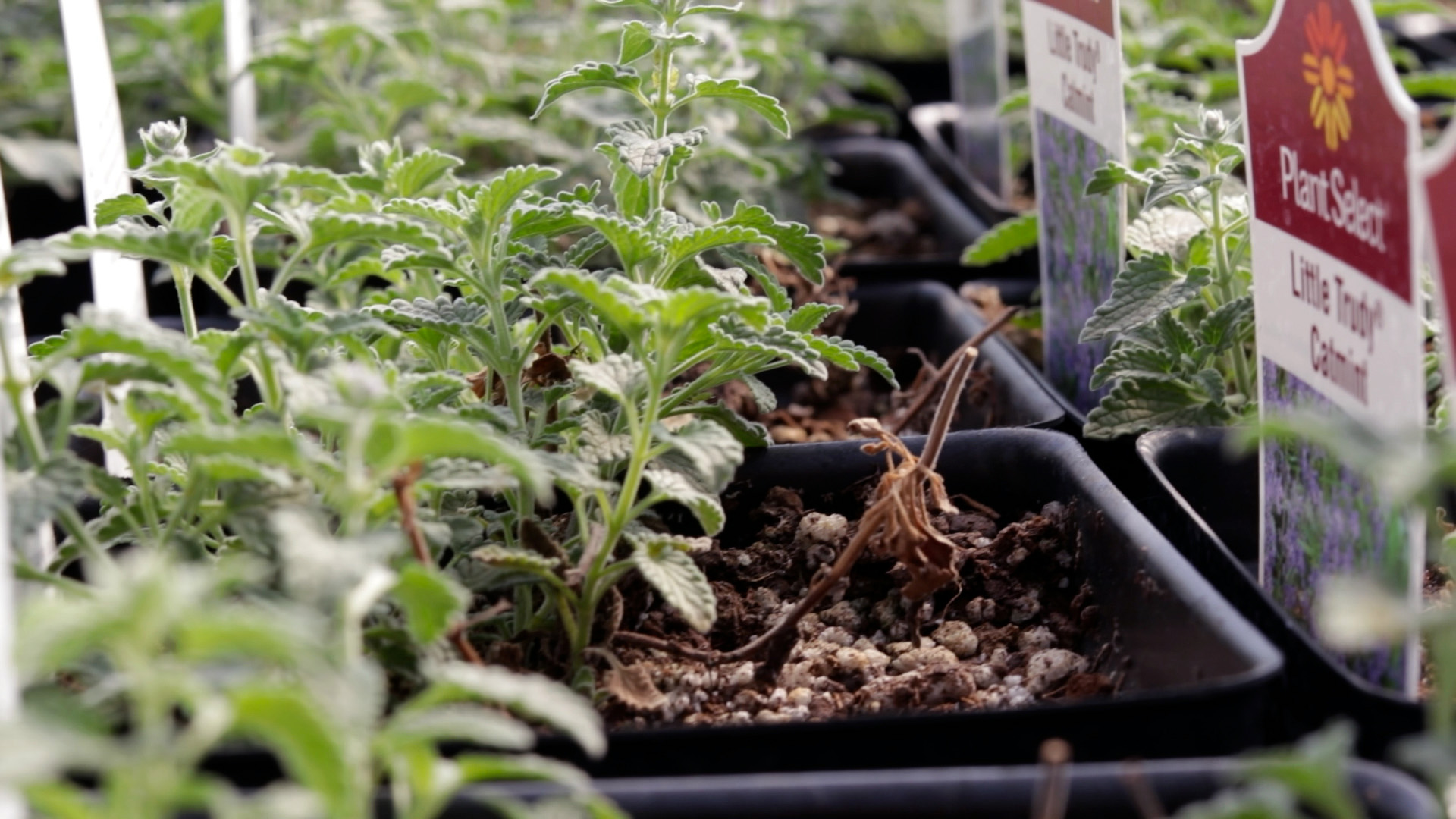 Catmint (Little Trudy)