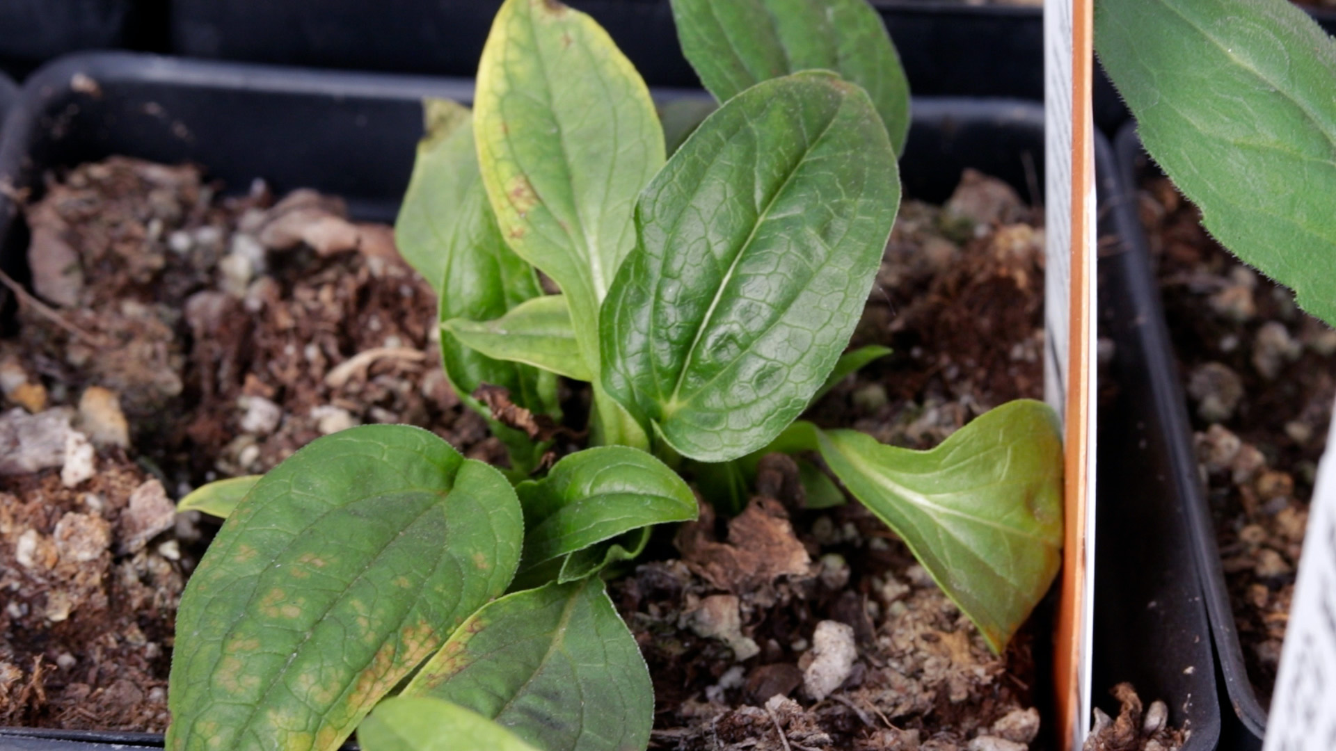 Coneflower (Sombrero Granada Gold)