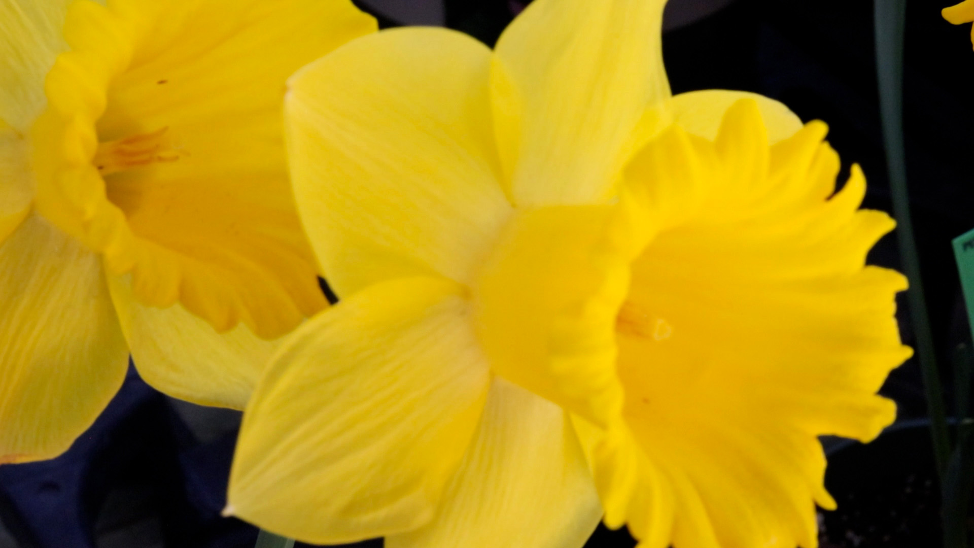 Daffodil (Dutch Master)