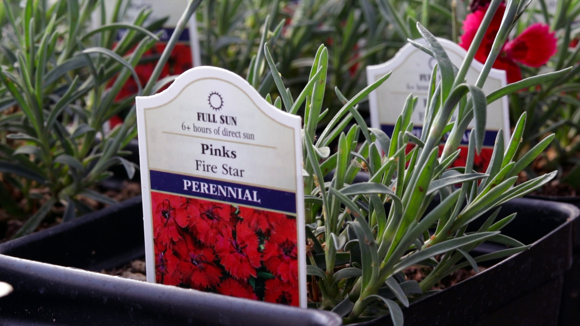 Dianthus (Fire Star)