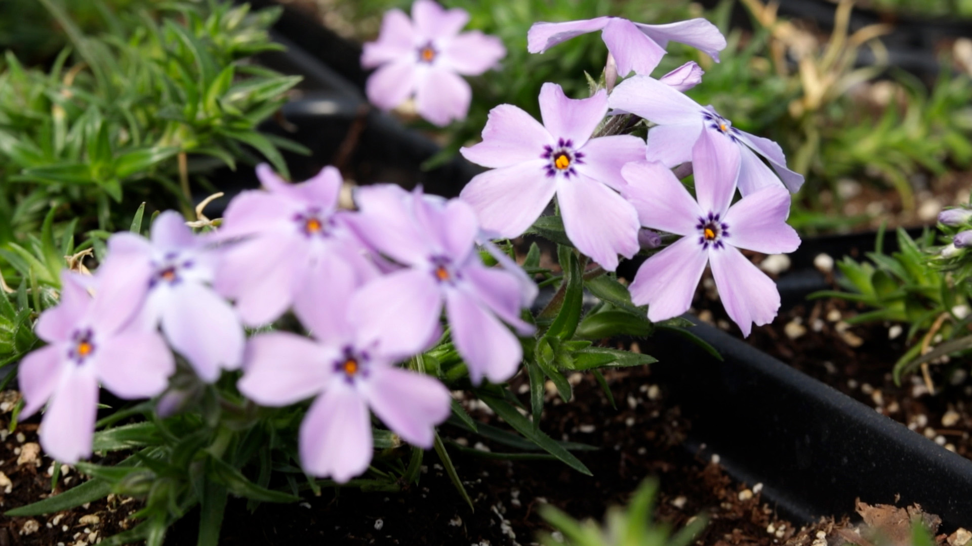 Garden Phlox (Spring Blue)