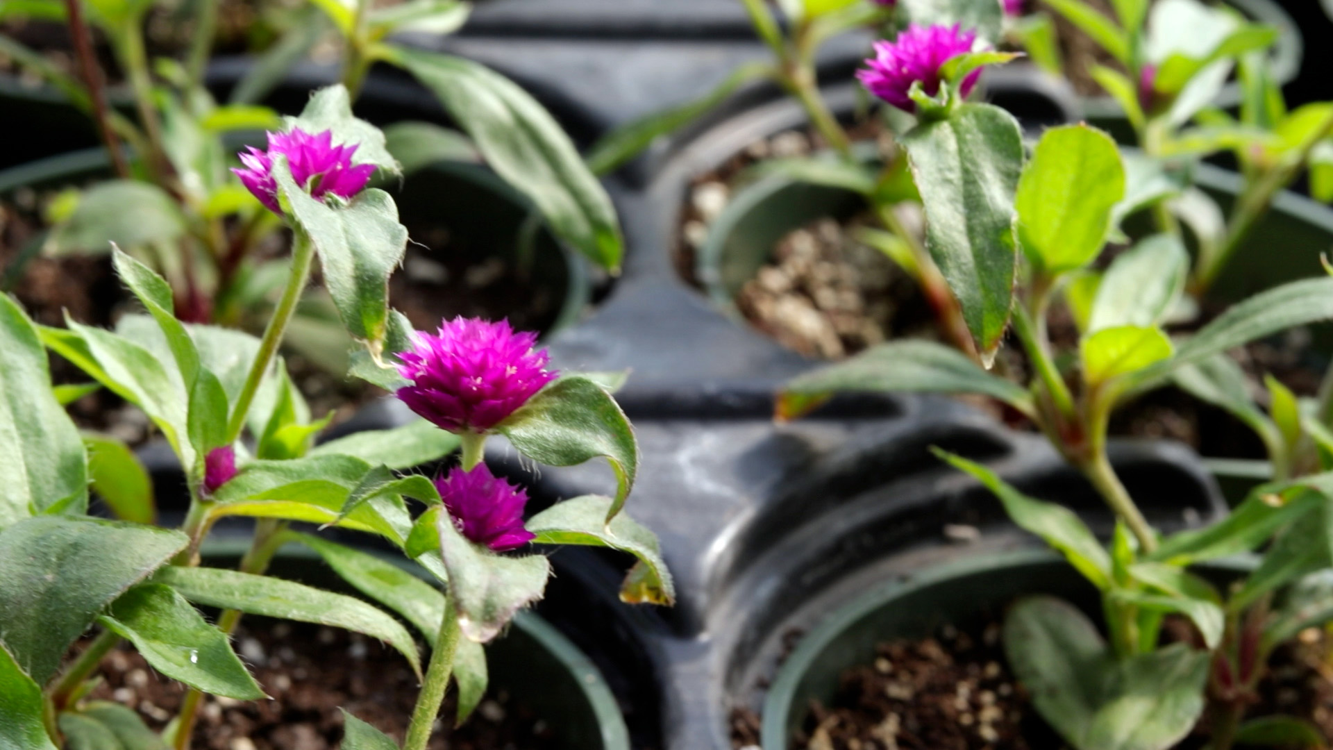 Gomphrena (Pinball)