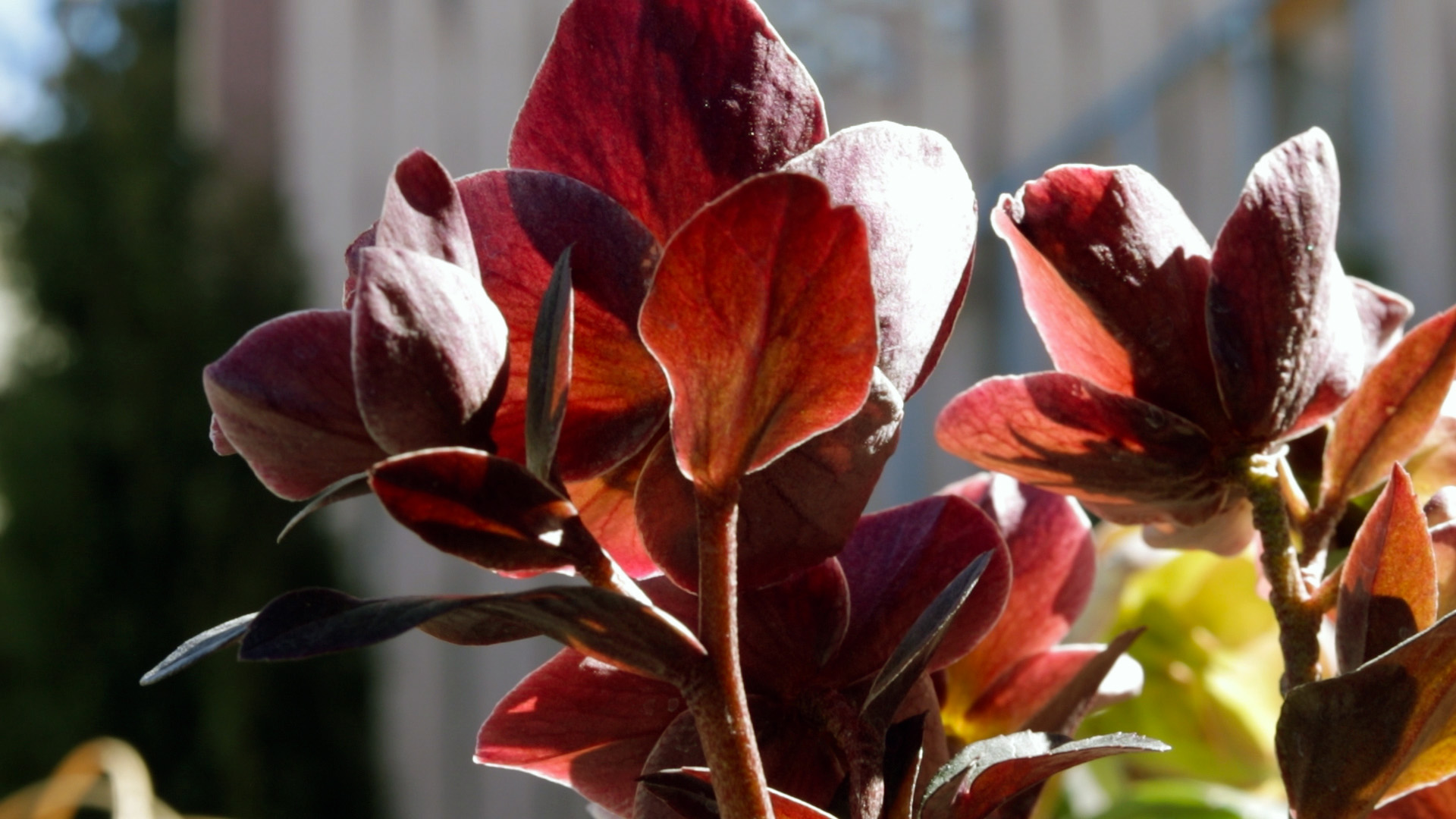Hellebore (Ice N_ Roses Rosado)