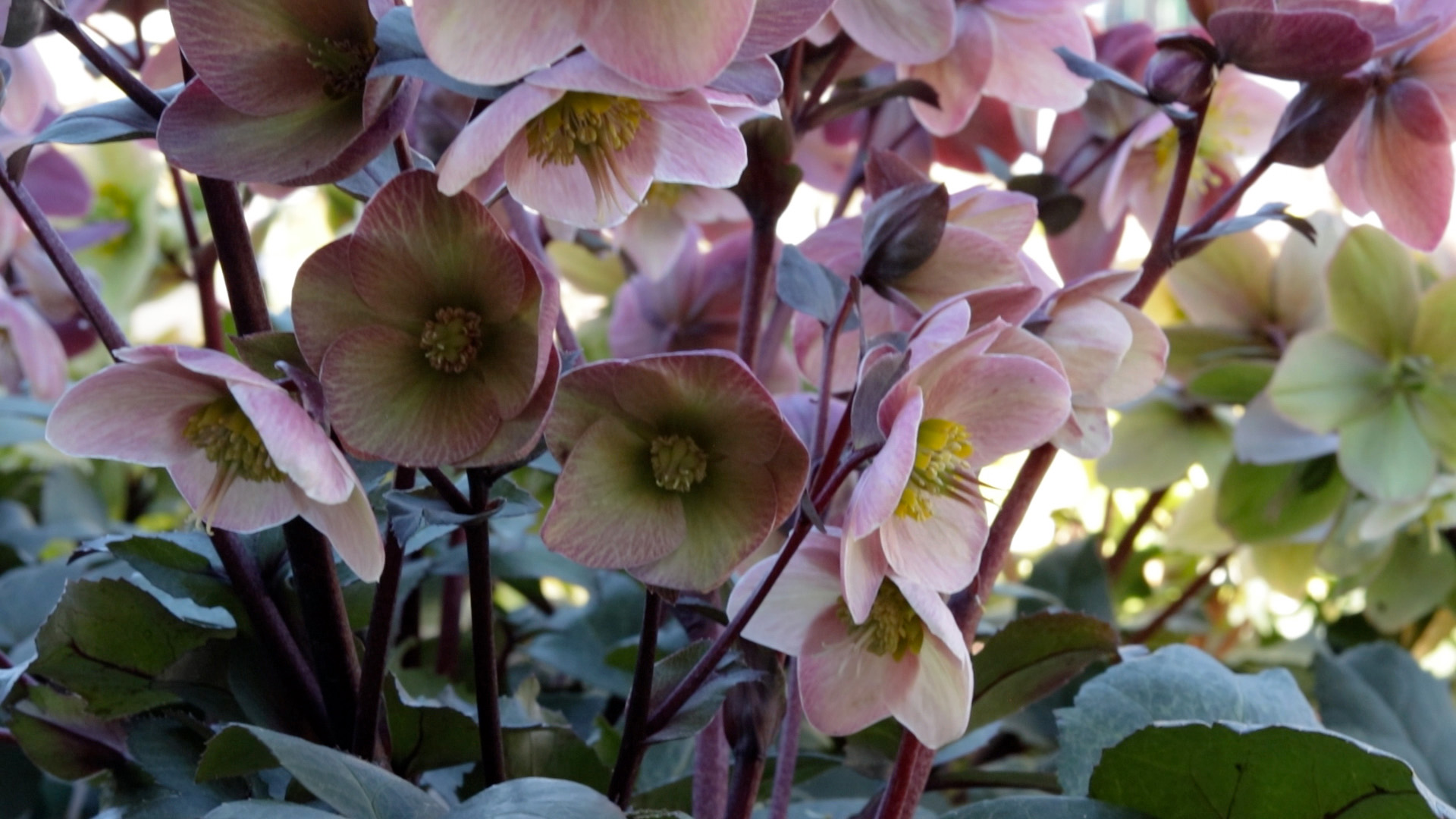 Hellebore (Pink Frost)