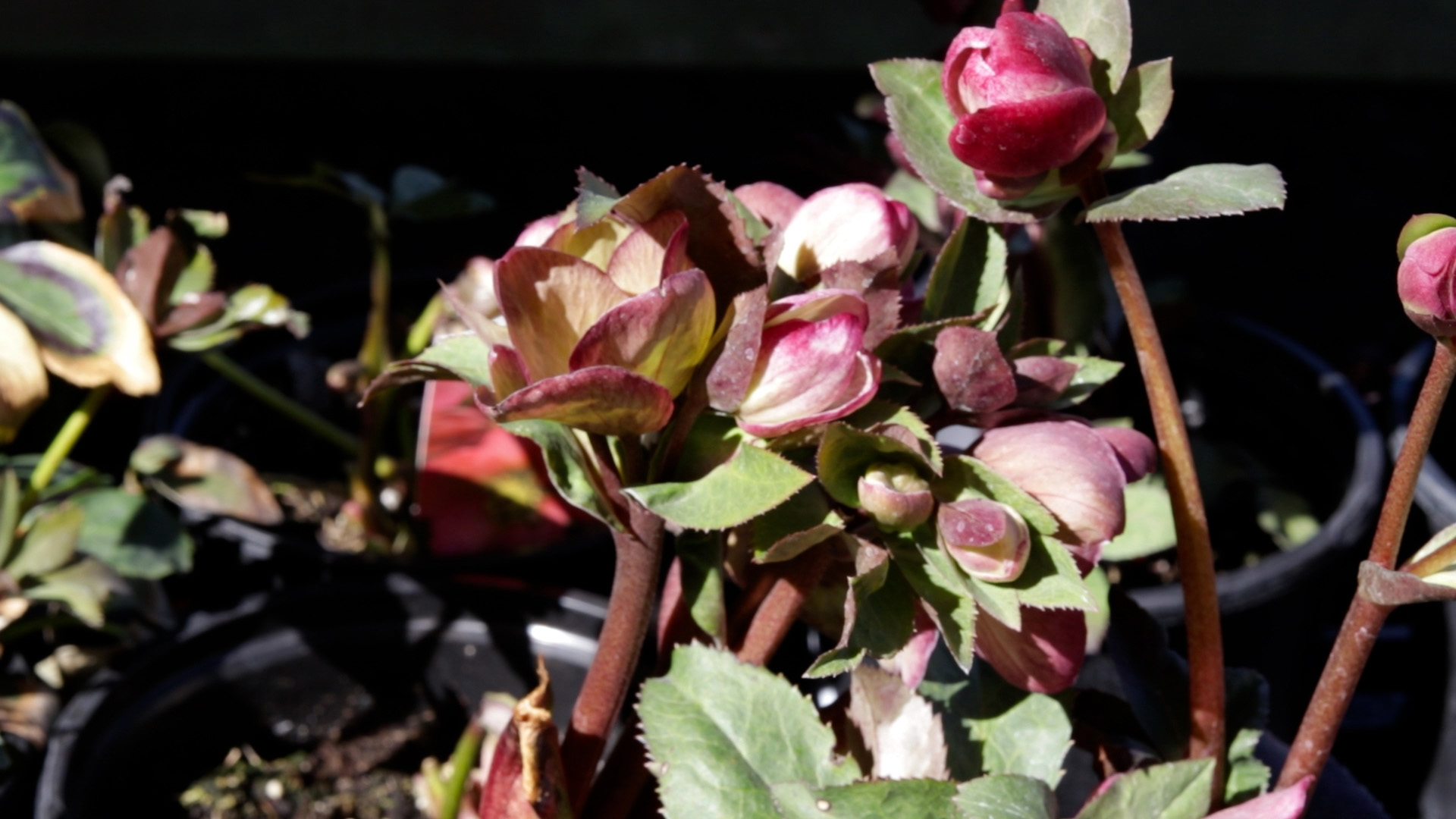 Lenten Rose (Frostkiss Vibey Velvet)