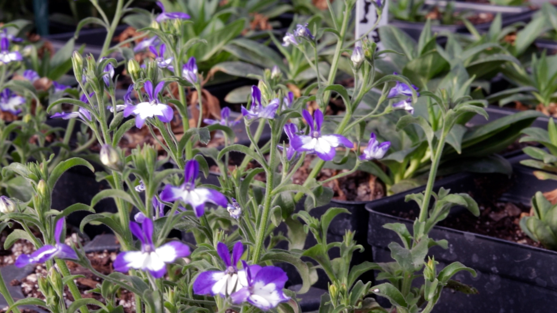 Lobelia (Superstar)