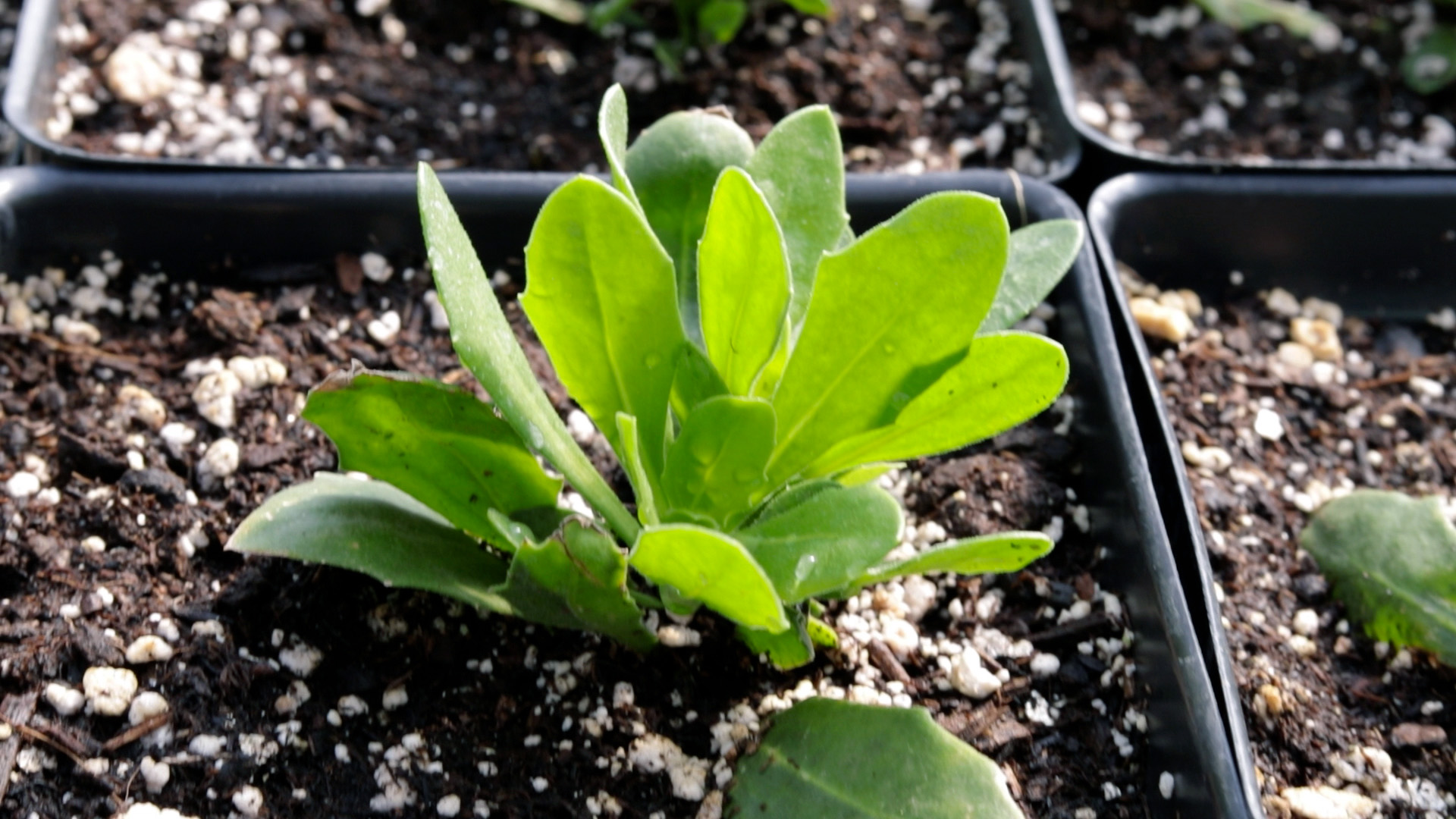 Osteospermum (Blue Eyes)