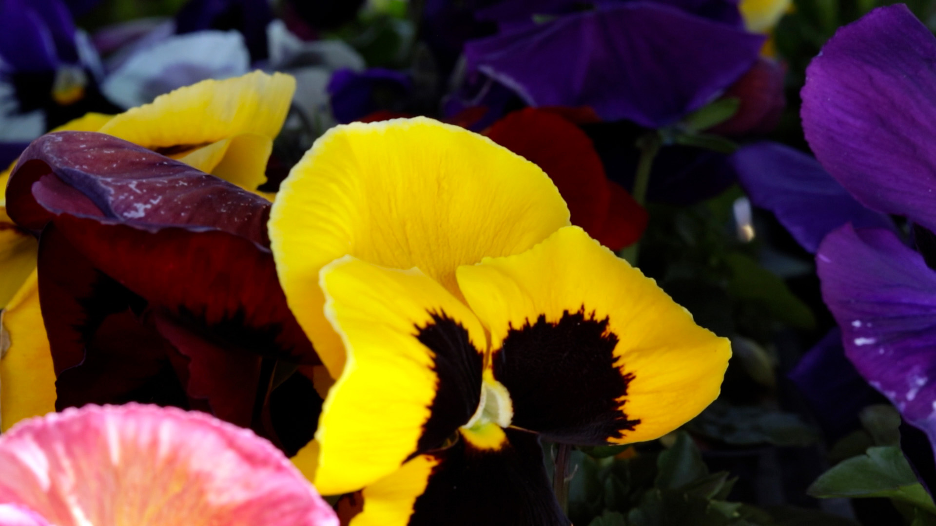 Pansy (Colossus Formula Mix)