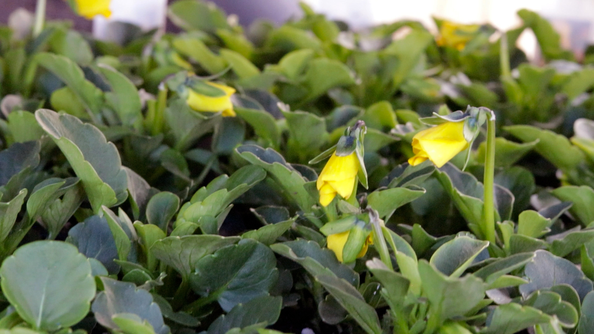 Pansy (Panola Yellow Blotch)