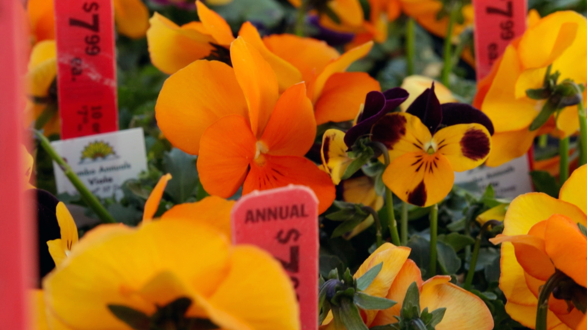 Pansy (Sorbet XP Deep Orange)