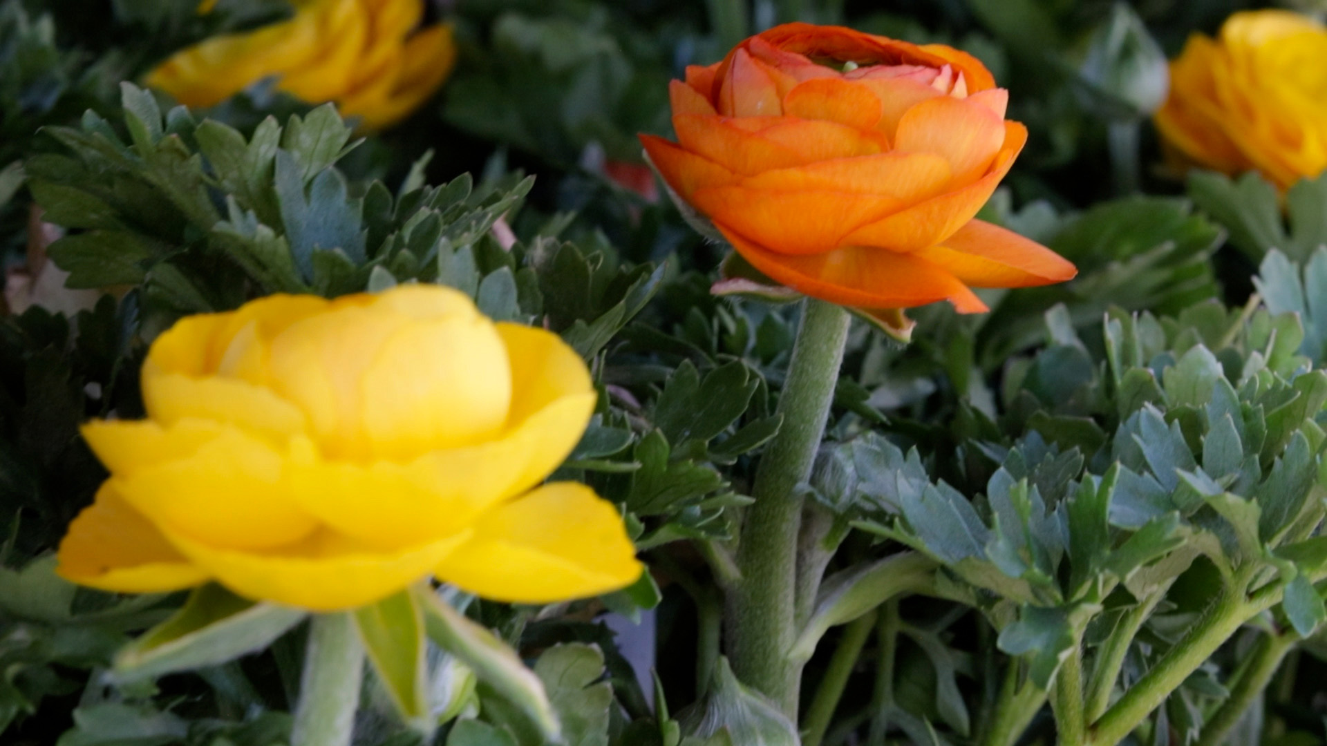 Ranunculus (Bloomingdale Mix)