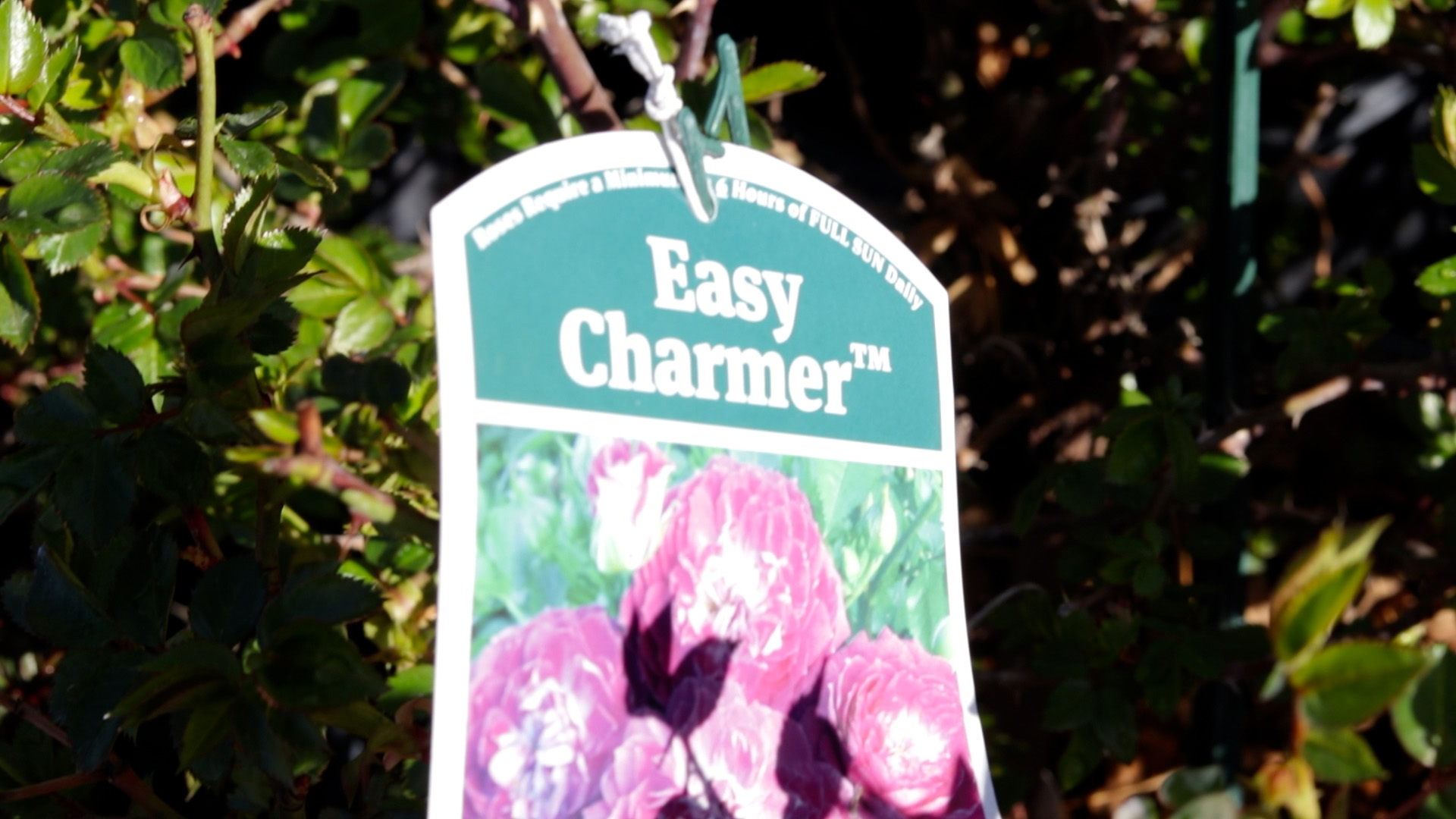 Rose (Easy Charmer)