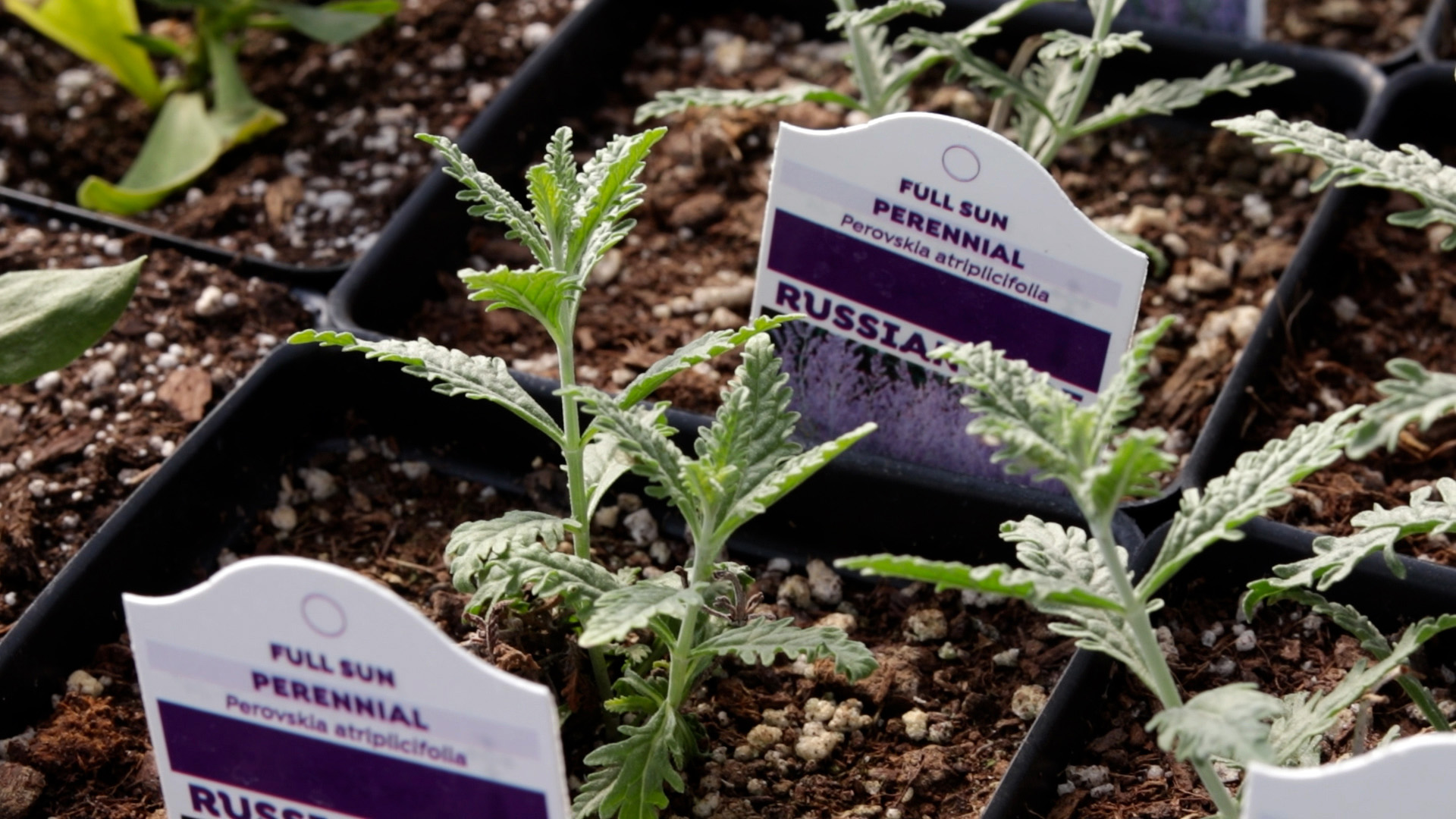 Russian Sage (Little Spire)
