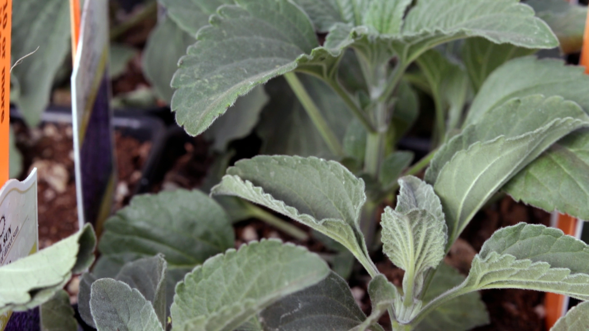 Salvia (Mystic Spires)