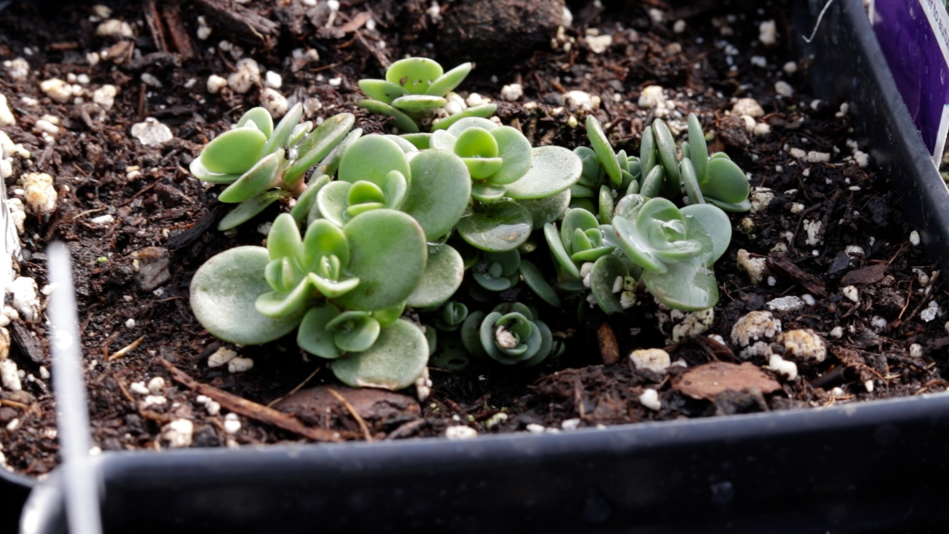 Stonecrop (Sunsparkler Lime Zinger)
