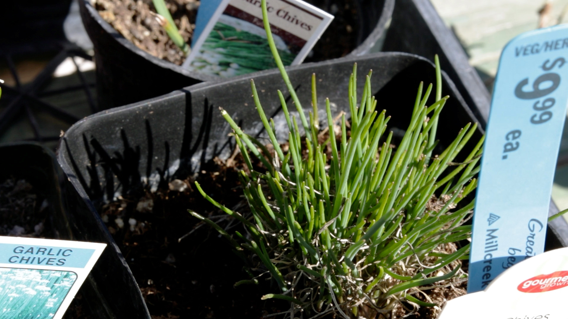 Chives (Fine Leaf)