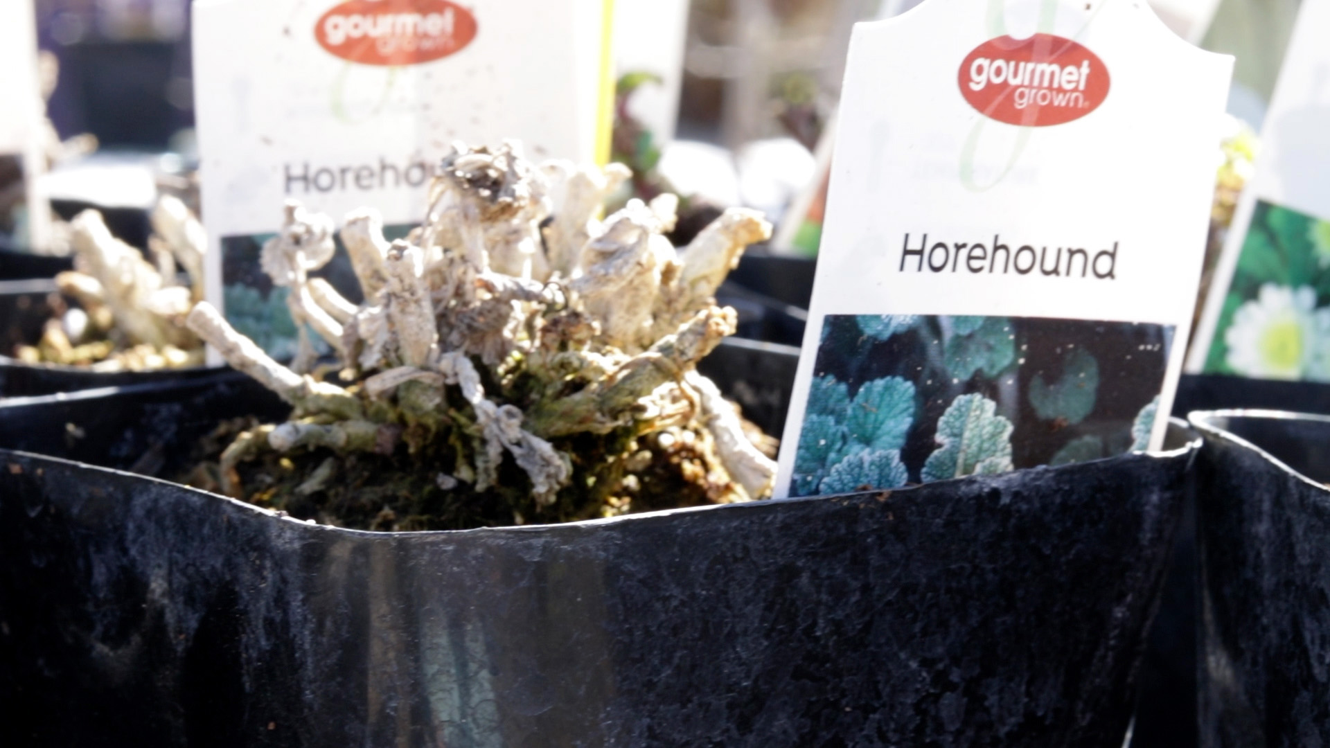 Horehound (Common)