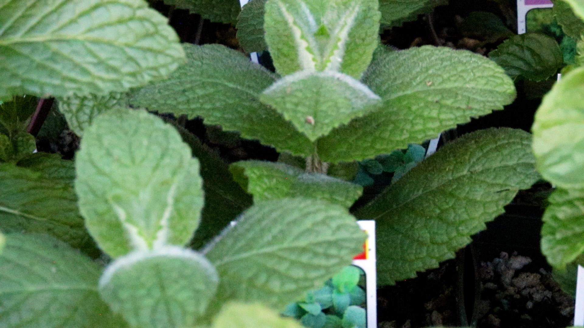 Mint (Apple)