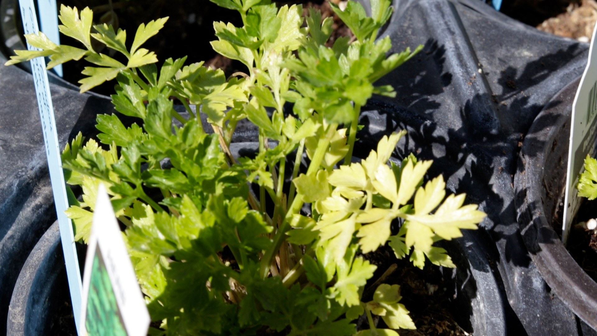 Parsley (Italian)