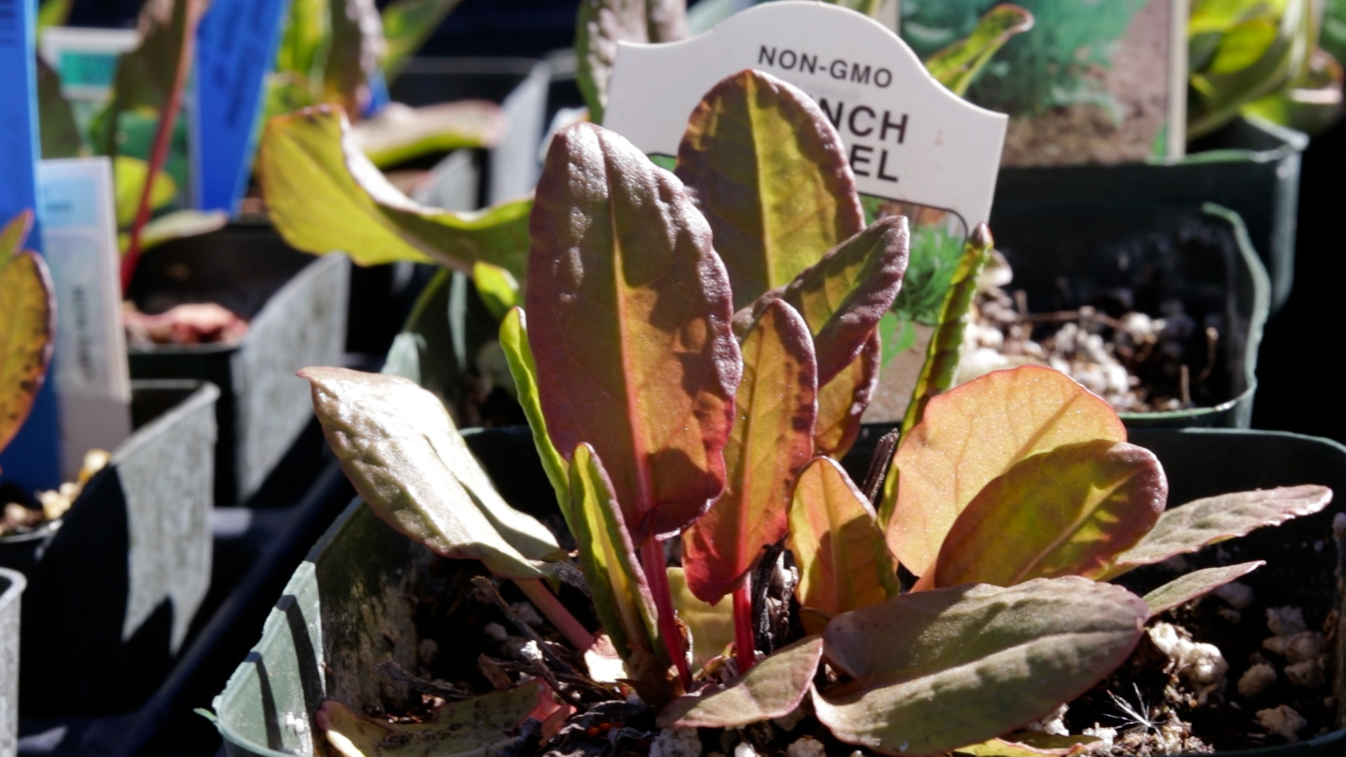Sorrel (French)
