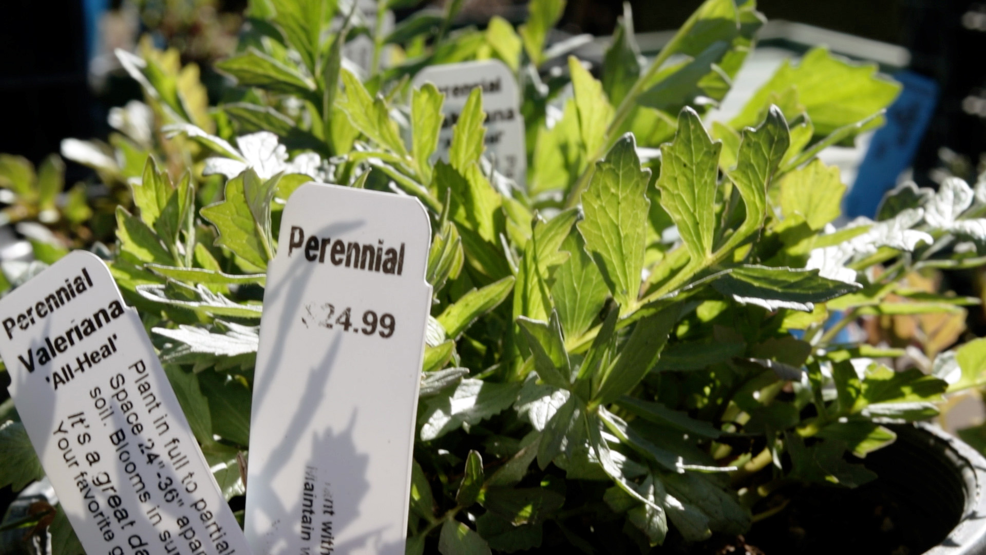 Valerian (Common)