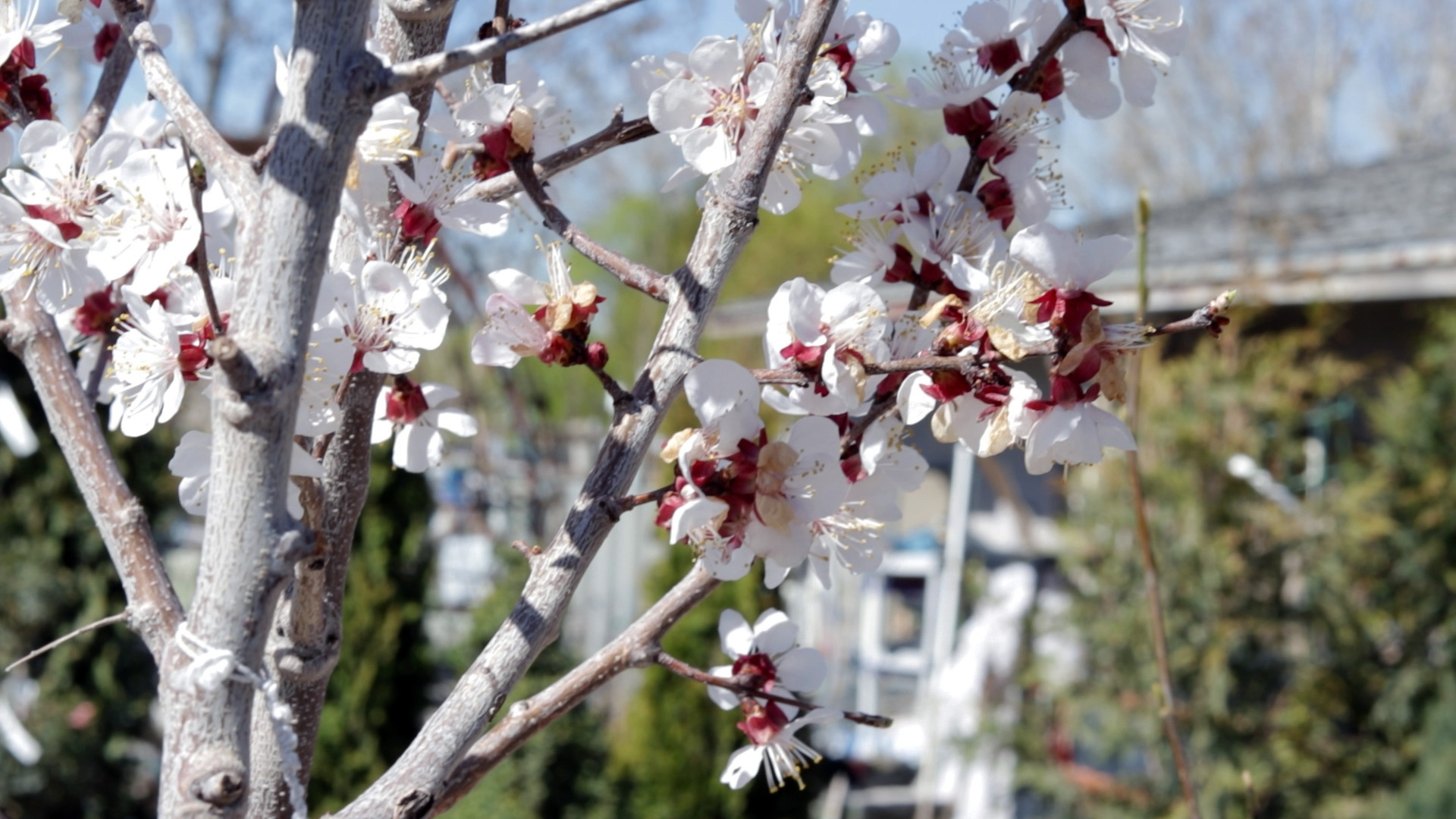 Apricot (Harcot)