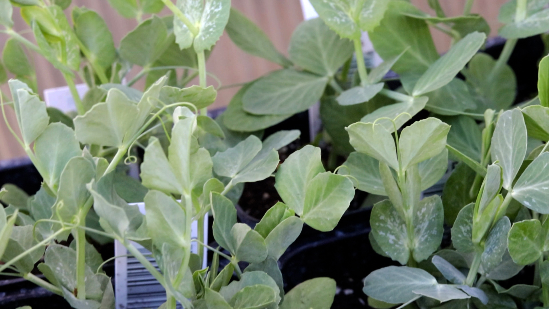 Peas (Sugar Snap)