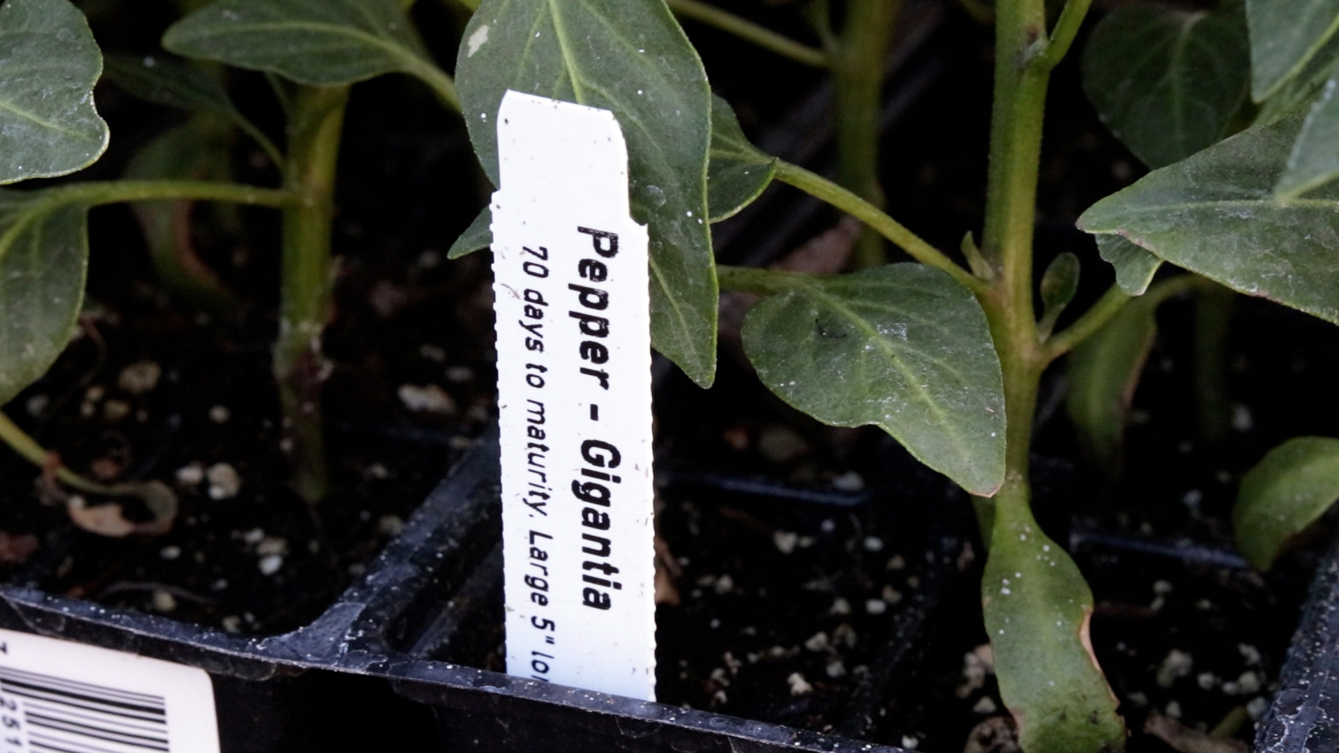 Pepper (Gigantia)