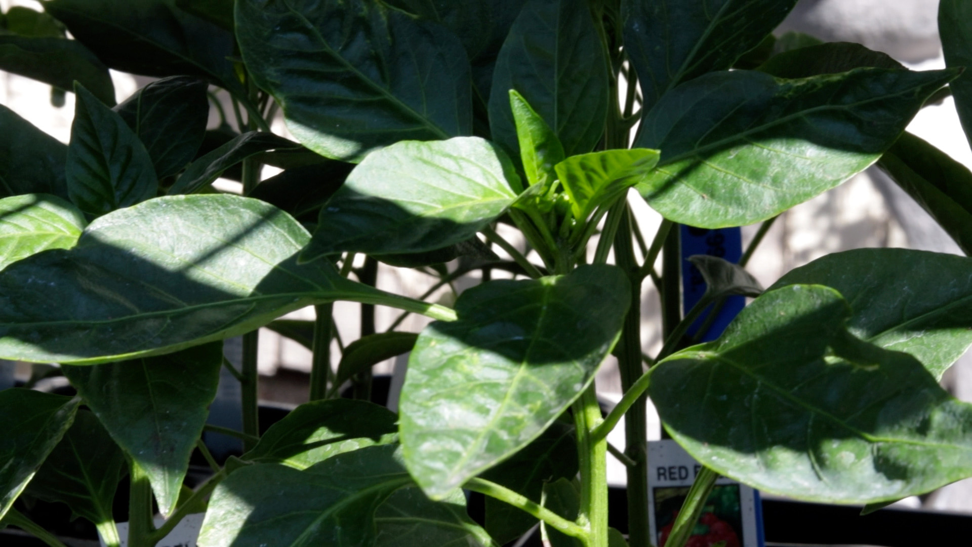 Pepper (Red Bell)
