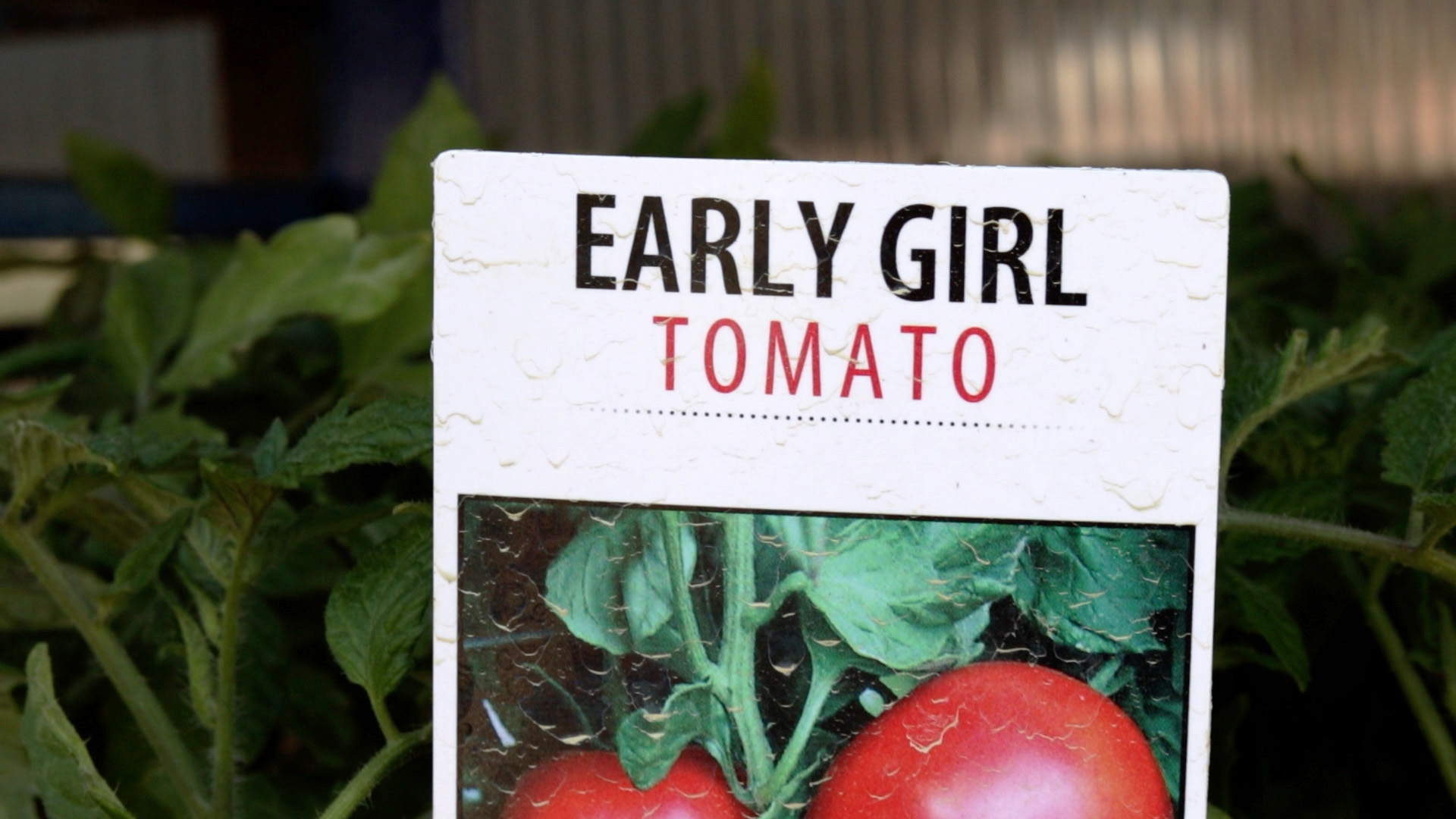 Tomato (Early Girl)