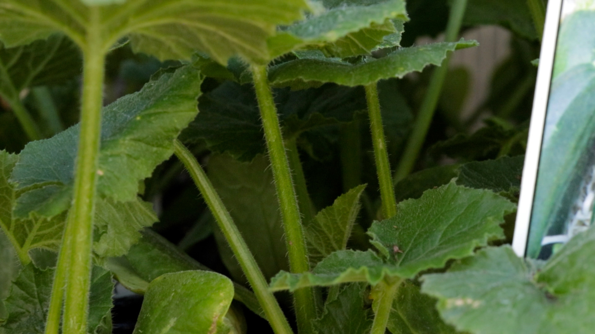 Zucchini (Black Beauty)